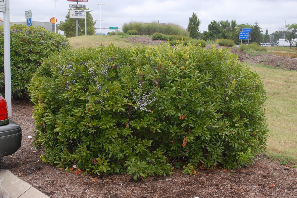 Myrica pensylvanica Form