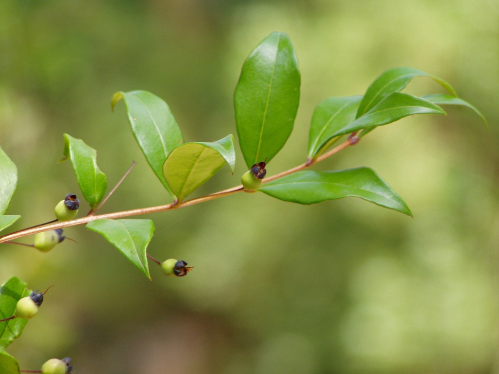Myrtus communis
