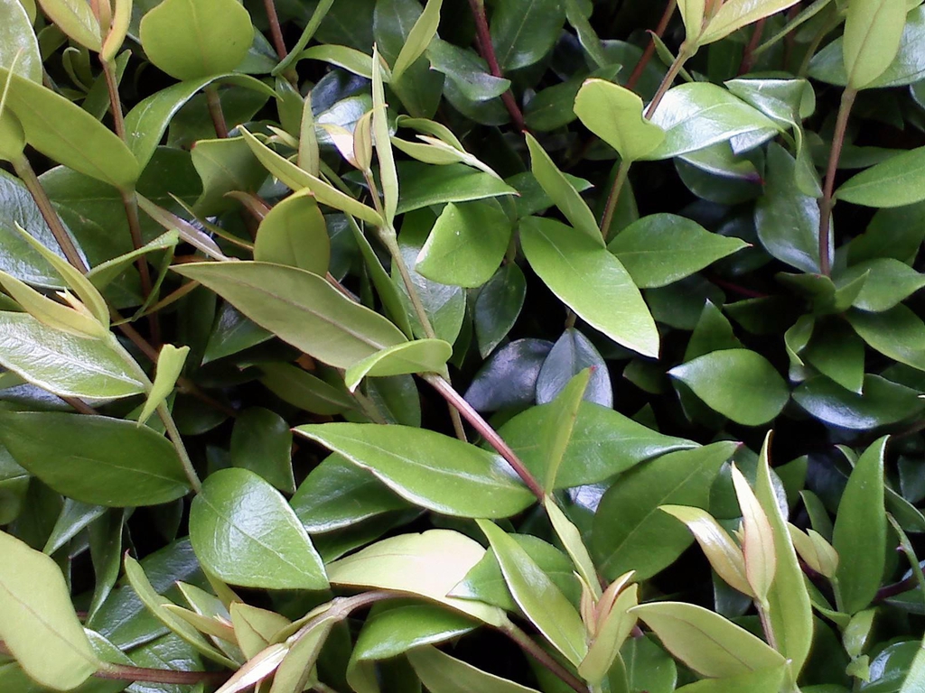 Myrtus communis