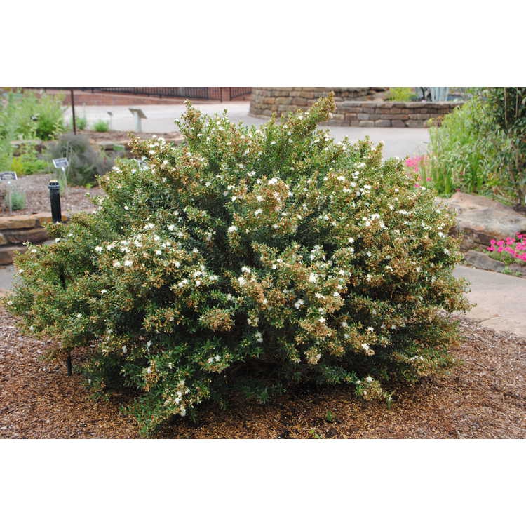 Myrtus communis