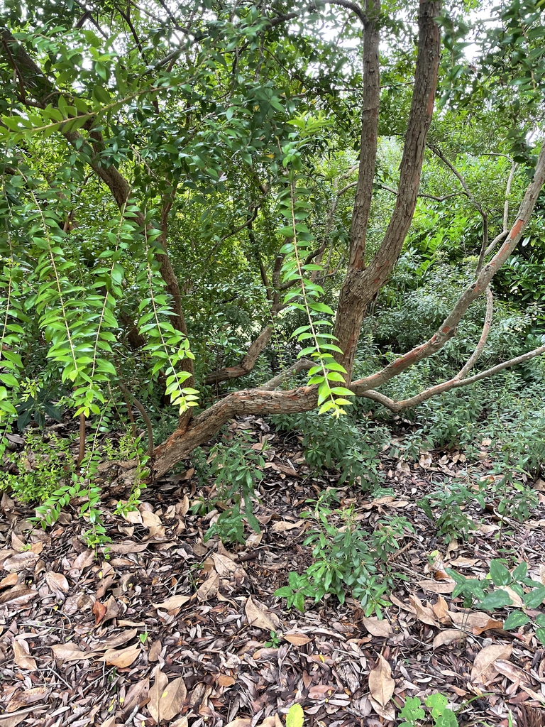 Myrtus communis