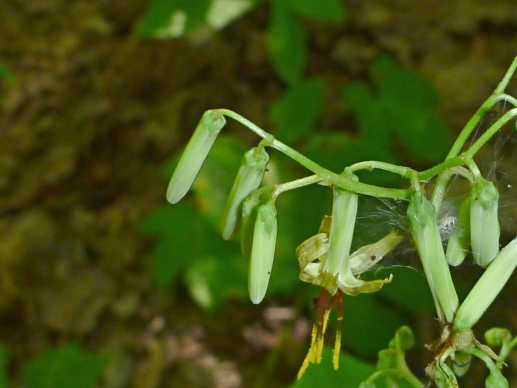 Flower buds