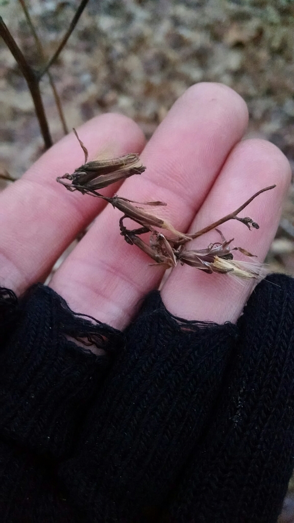 Fruit