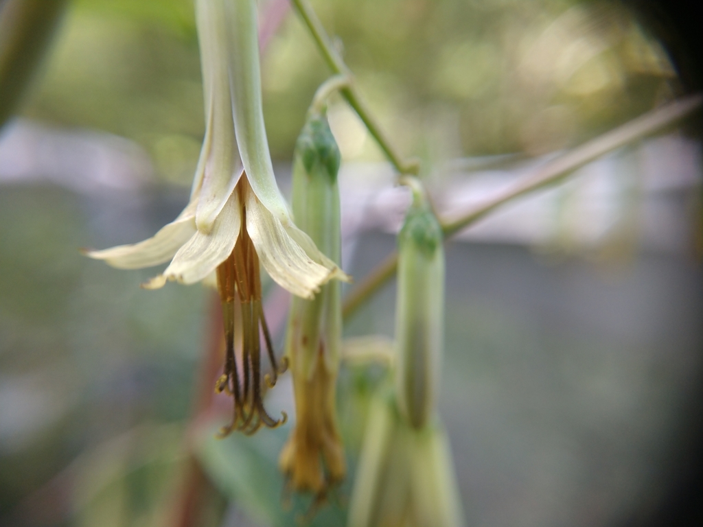 Close up of flower