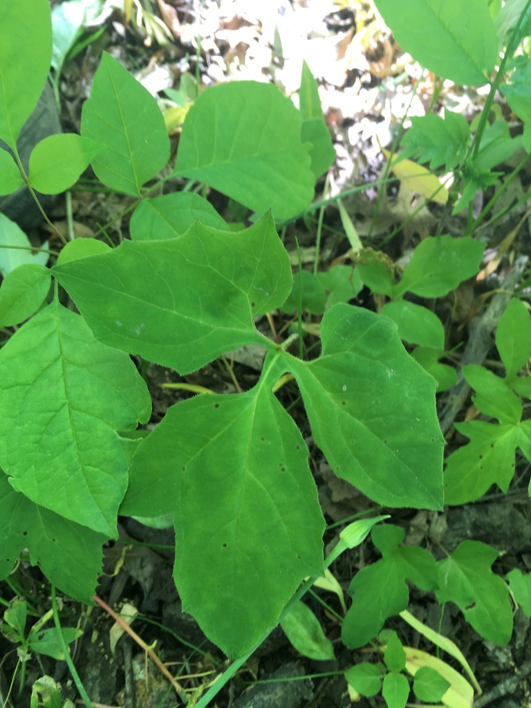 Leaves