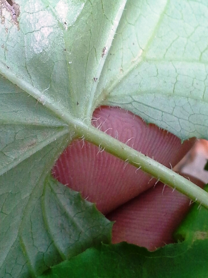 Stem with hairs