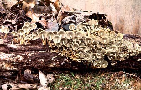 Naematoloma fasiculare