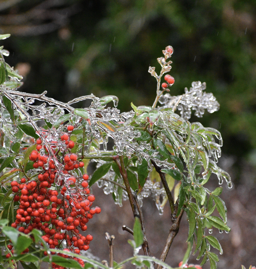 Ice & Berries - January - Wake Co., NC