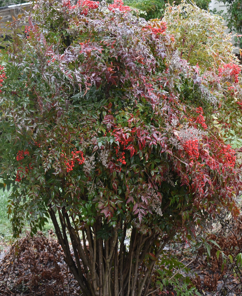 Form - January - Wake Co., NC