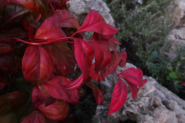 Nandina domestica 'Fire Power'
