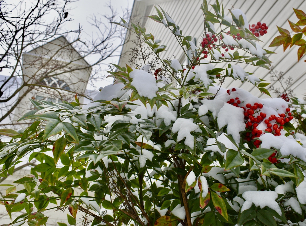 Leaves & Berries W/Snow - Jan. 22 - Wake Co., NC