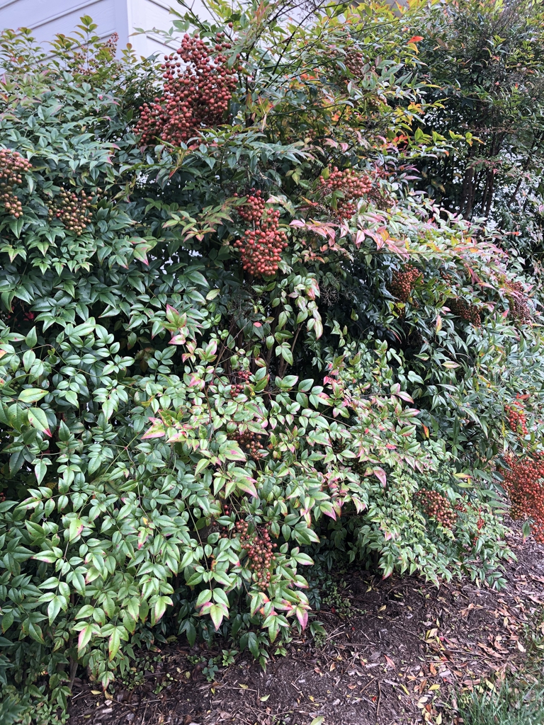 Nandina domestica