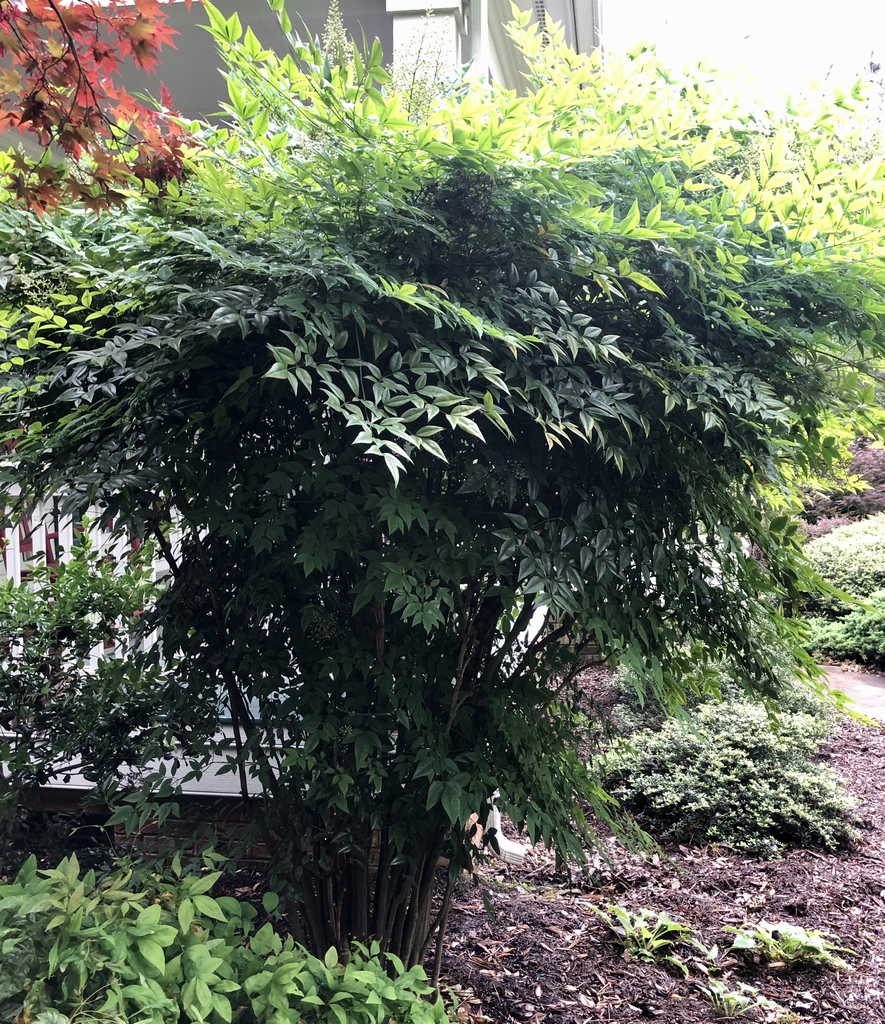 Nandina domestica