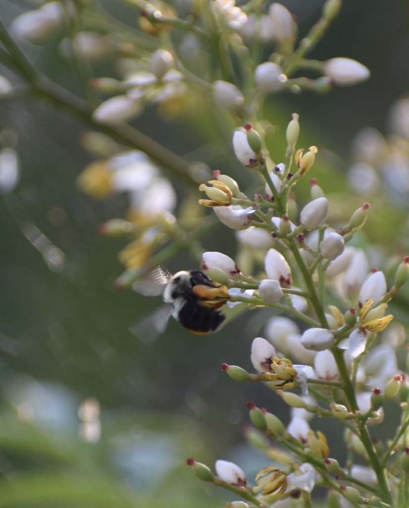 Nandina domestica
