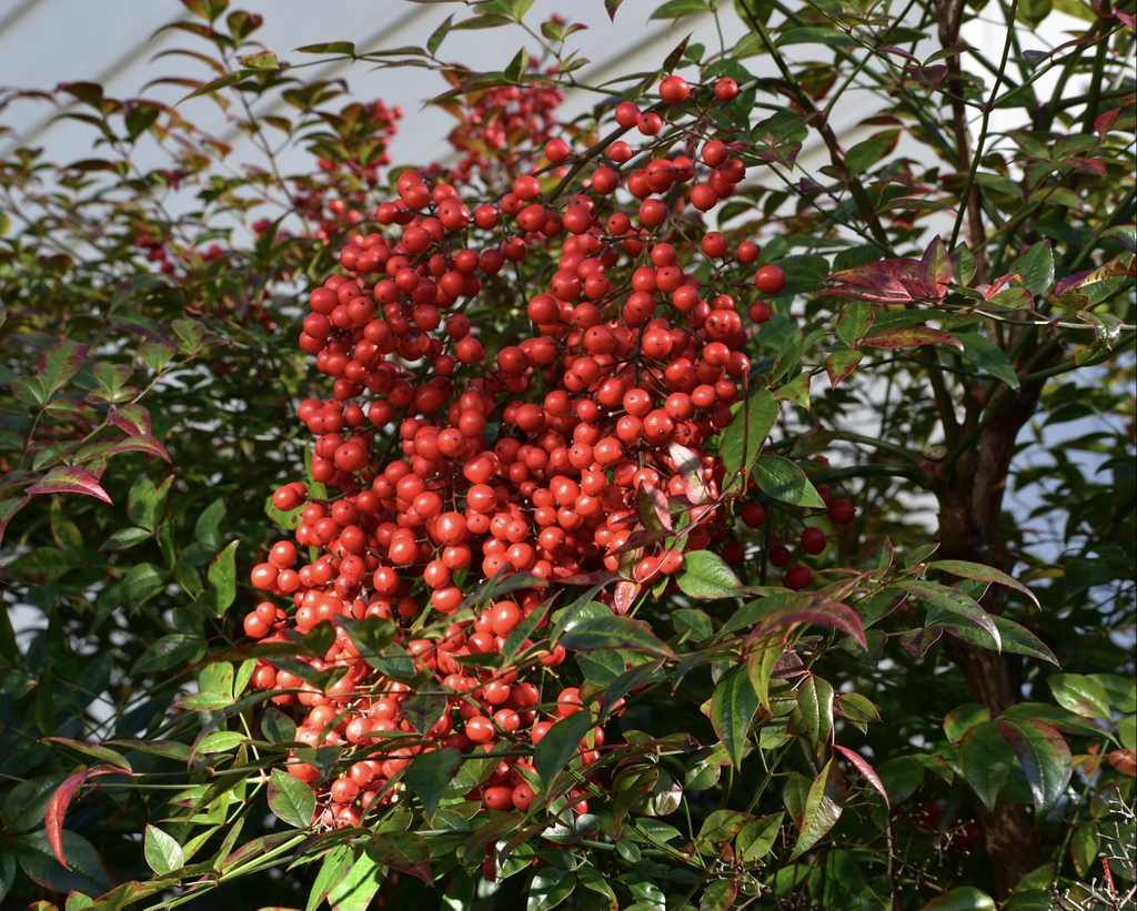 Nandina domestica