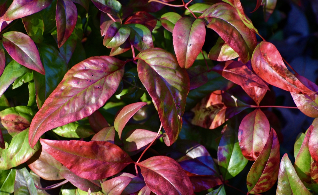 Nandina domestica 'Fire Power'