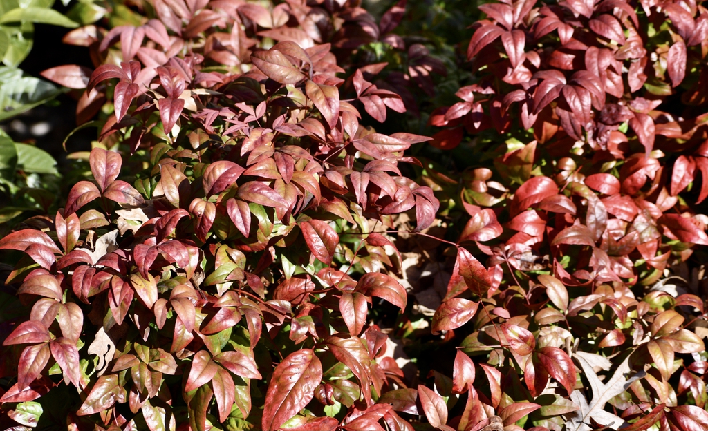 Nandina domestica 'Fire Power'