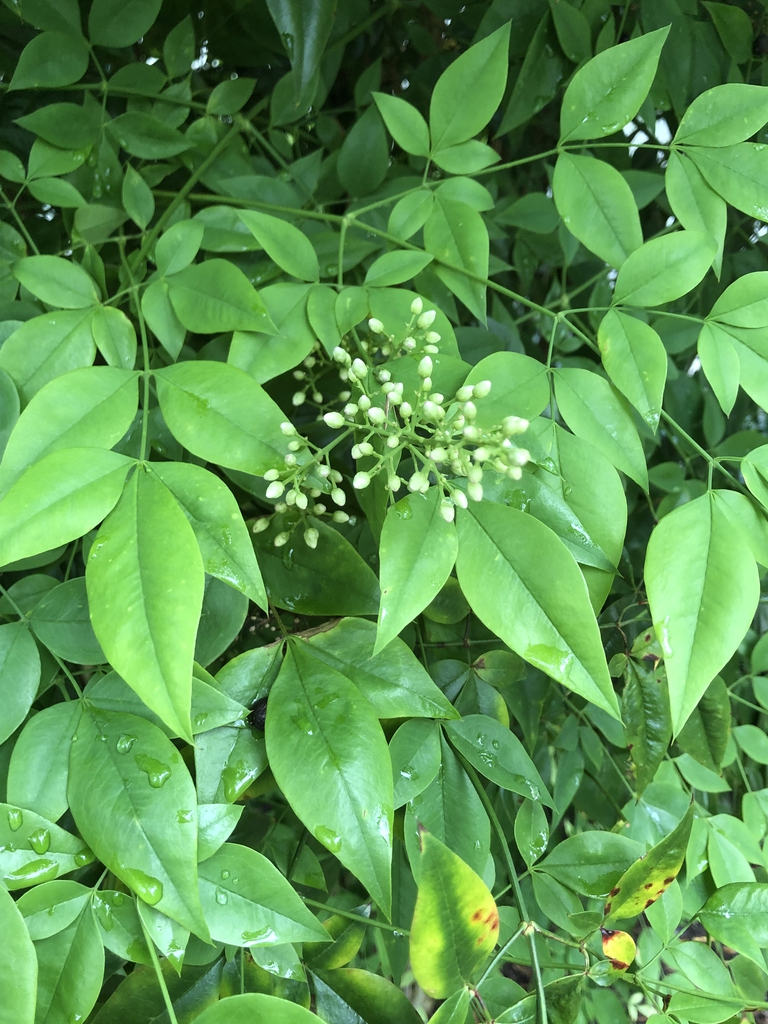 Nandina domestica