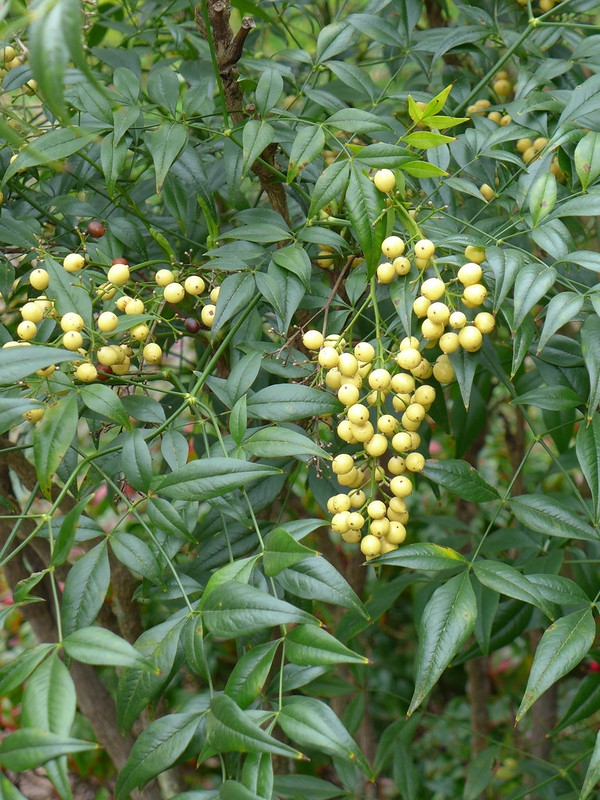 Green foliage and hanging clusters of yellow berries
