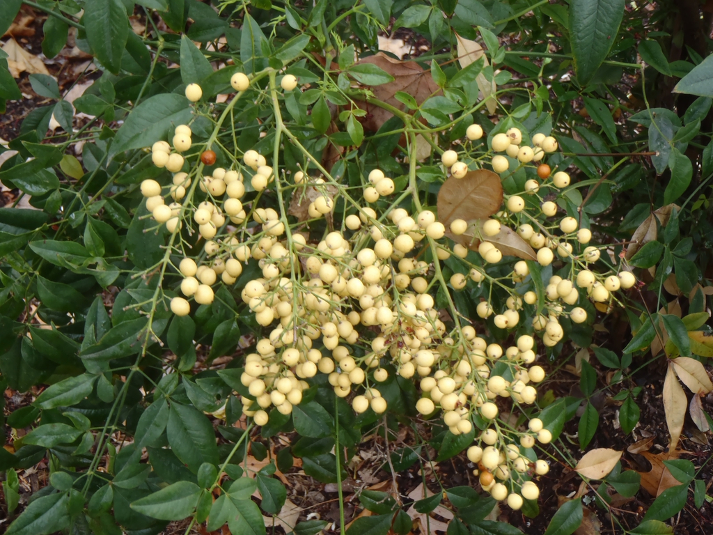 Nandina domestica 'Alba'
