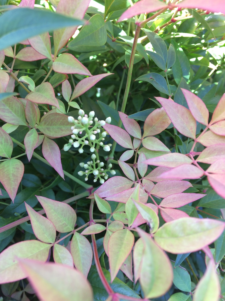 flower and leaves, late spring, Durham County, NC