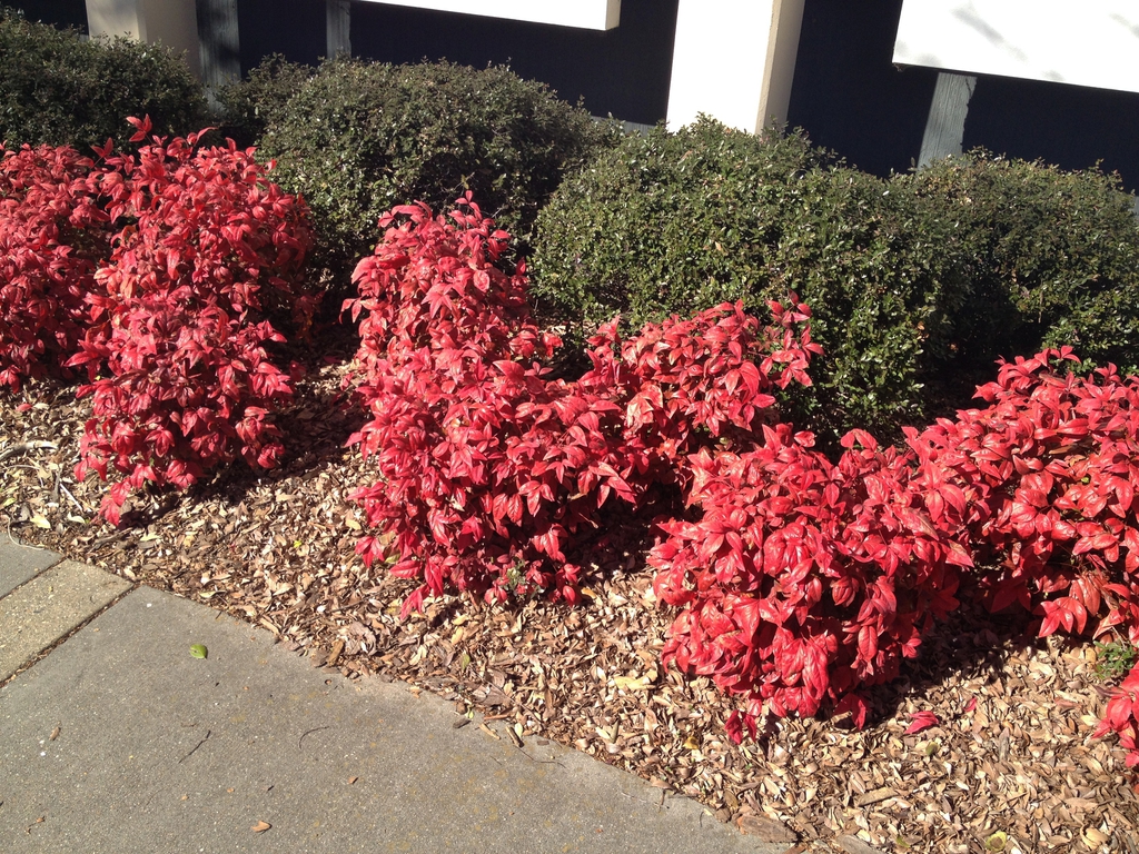 Nandina domestica