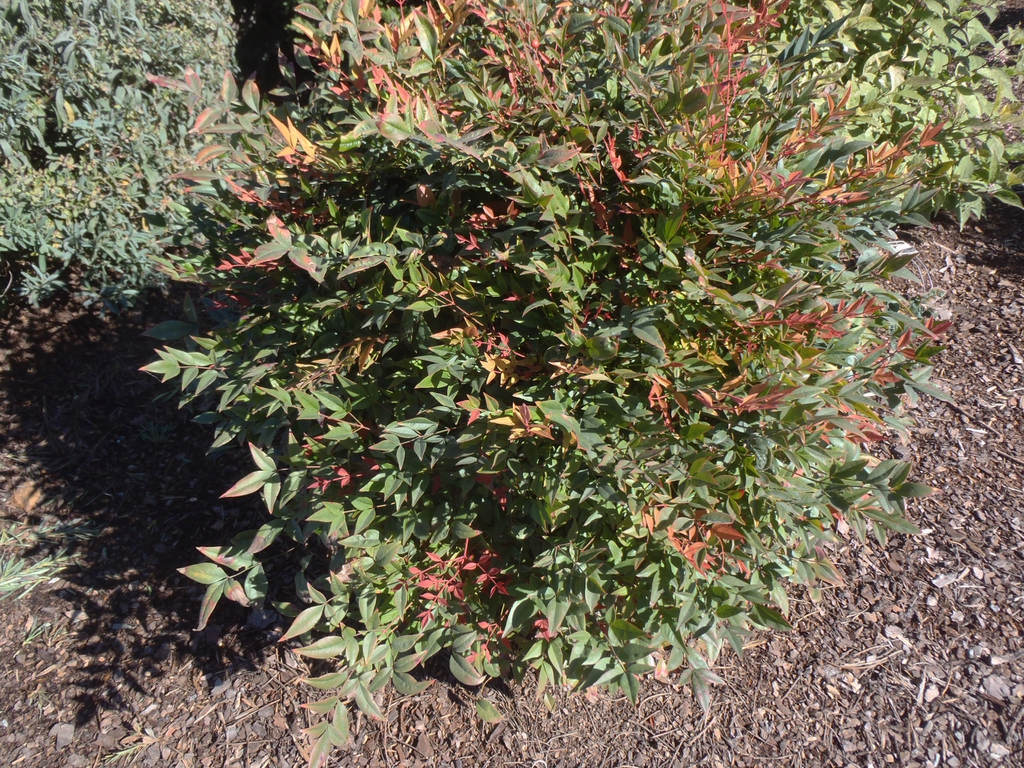 Nandina domestica