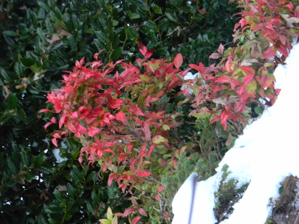 Nandina domestica 'Fire Power'