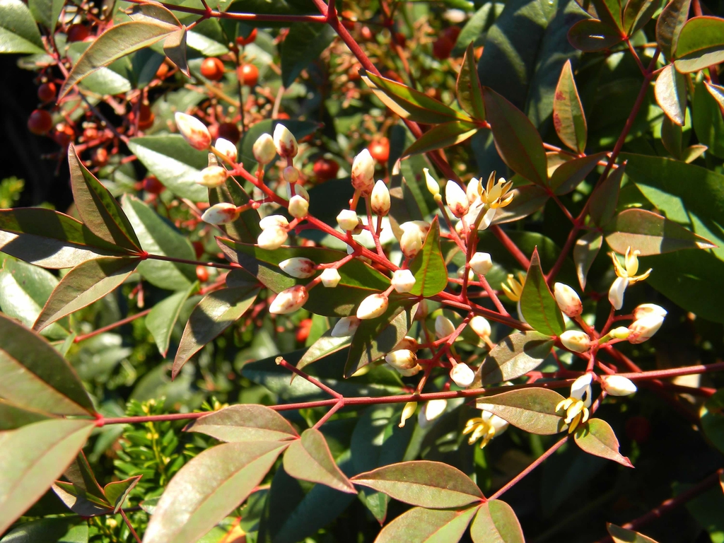 Nandina domestica 'Harbour Dwarf'