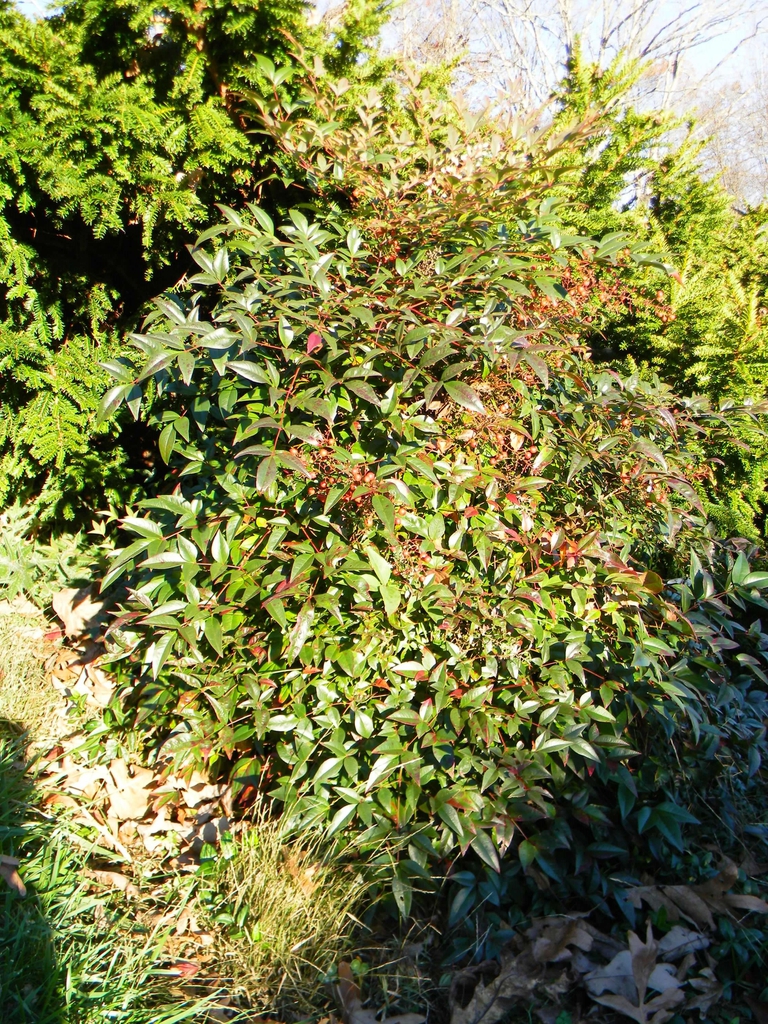 Nandina domestica 'Harbour Dwarf'