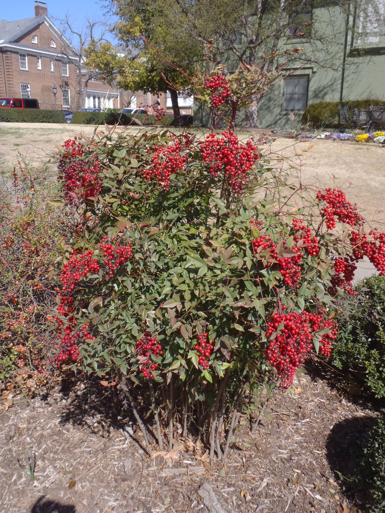 Nandina domestica