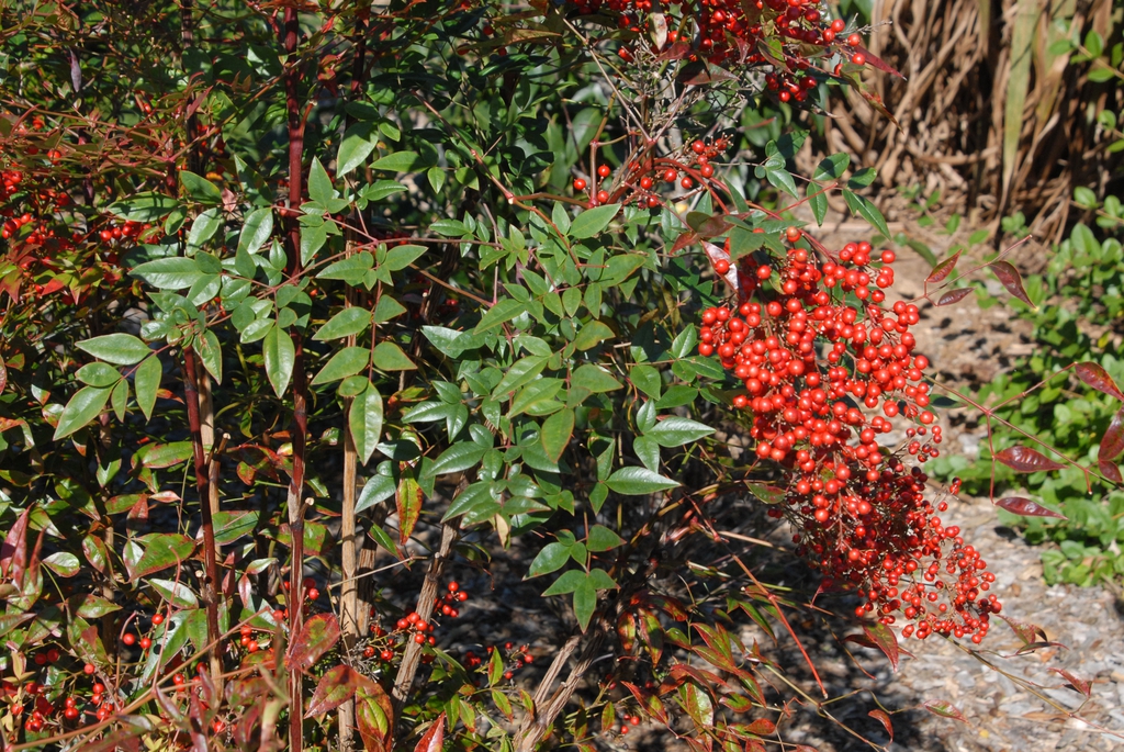 Nandina domestica