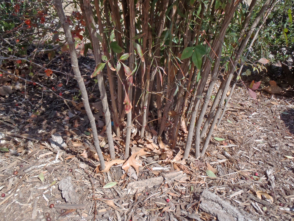 Nandina domestica