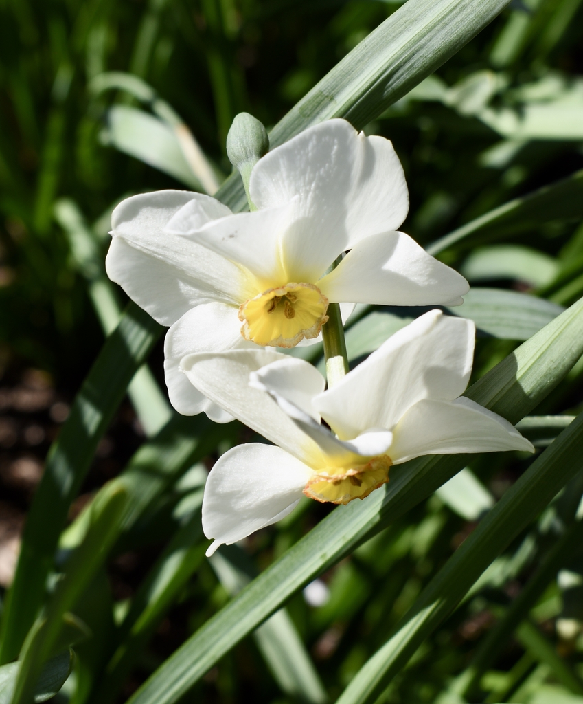 'Chinita' Flower - April 6 - Wake Co., NC