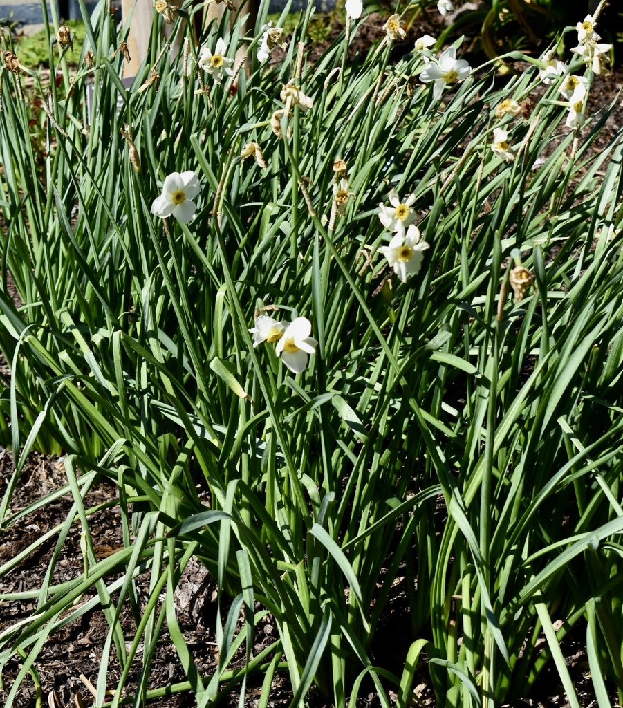 'Chinita' Form - April 6 - Wake Co., NC