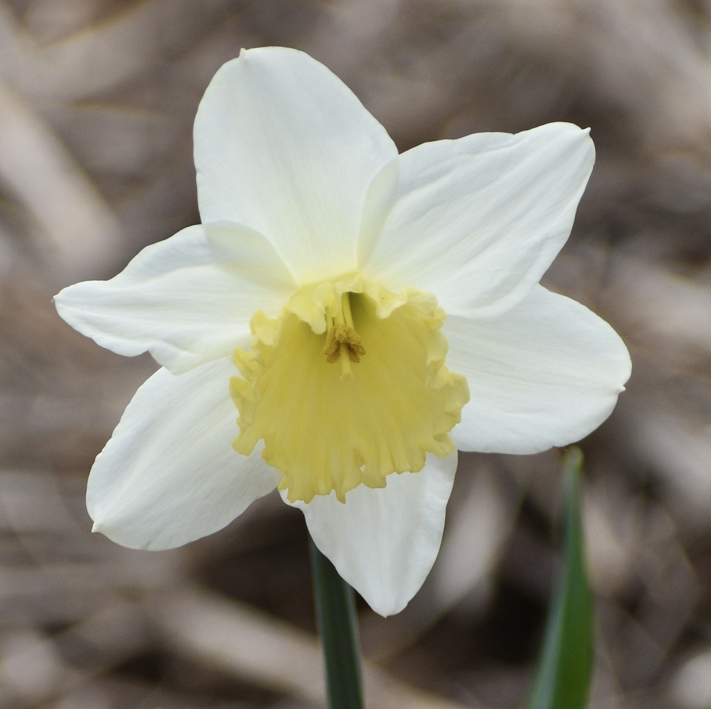 Flower close-up Warren County
