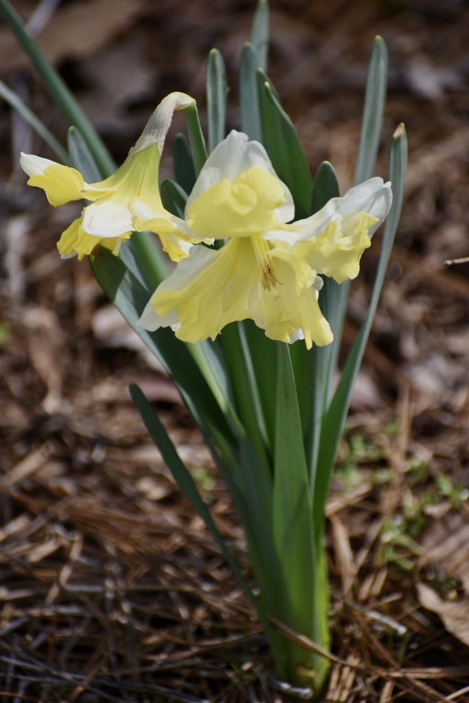 Narcissus