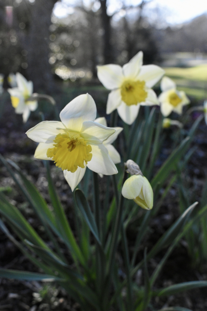 Flower Opening March Wake County