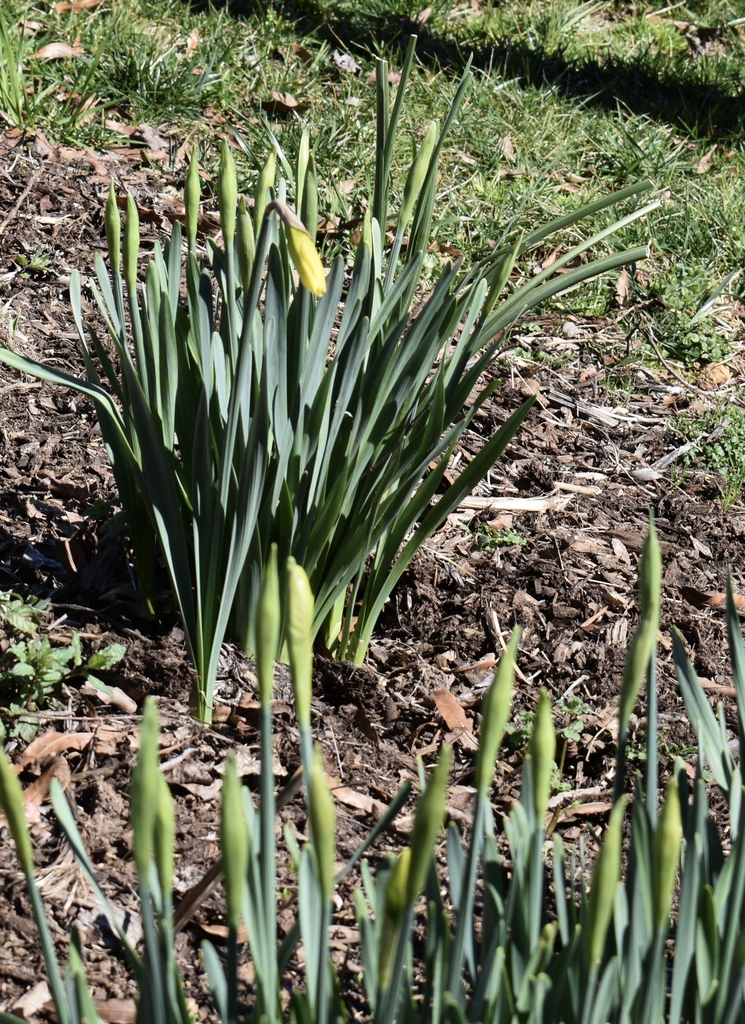 Form Early March Wake County