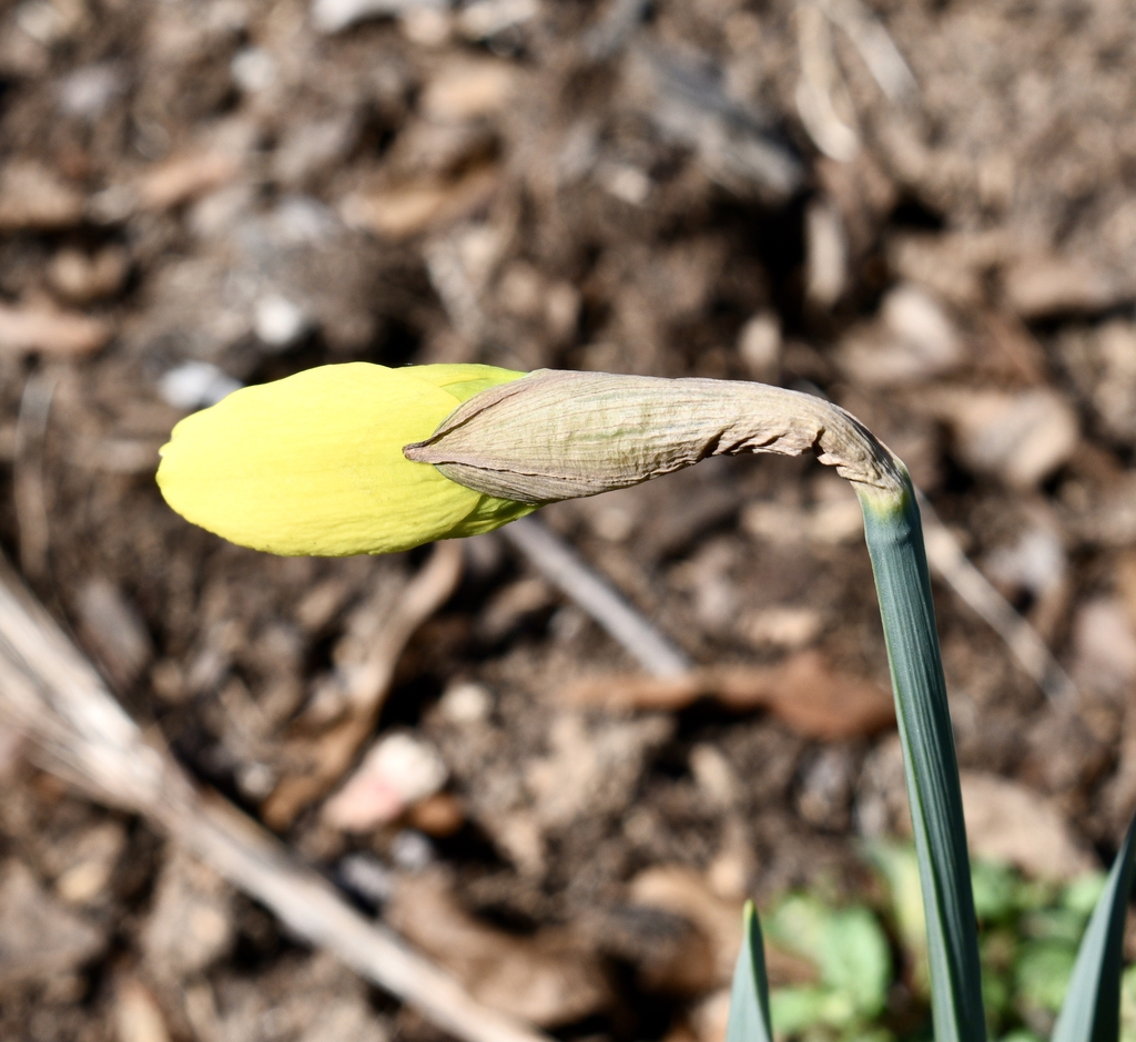 Flower Bud Opening Wake County