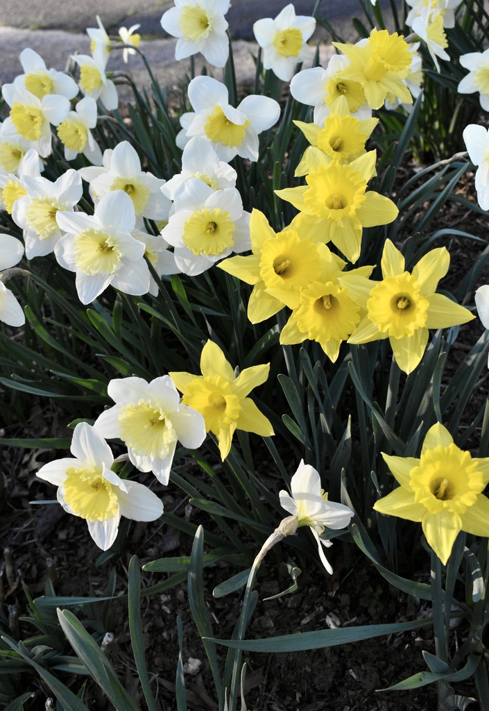 Flowers March Wake County