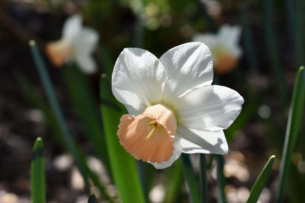 'Eastern Dawn' Large Cup Flower - April 6 - Wake Co., NC
