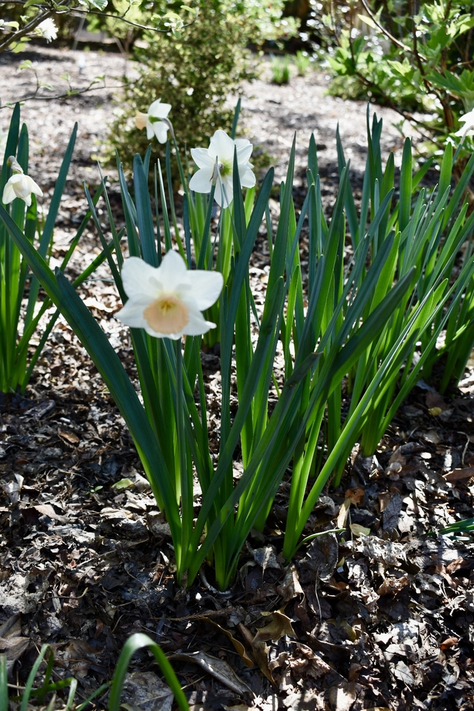 'Eastern Dawn' Form - April 6 - Wake Co., NC
