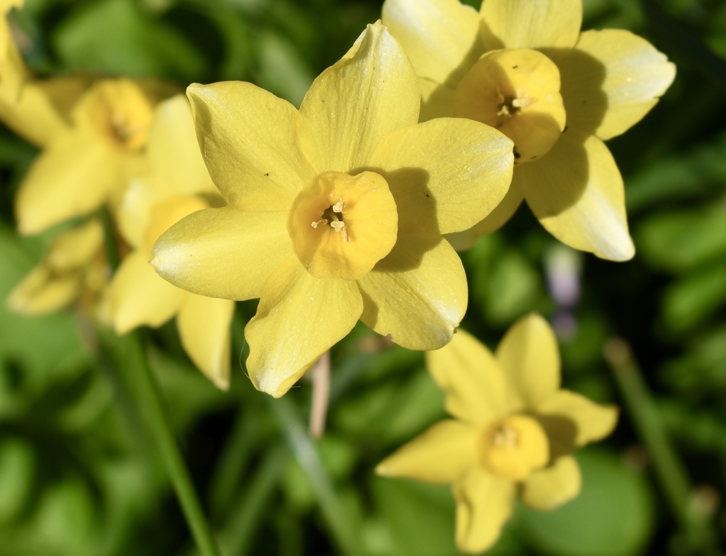 'Hawera' Flowers - April - Wake Co., NC