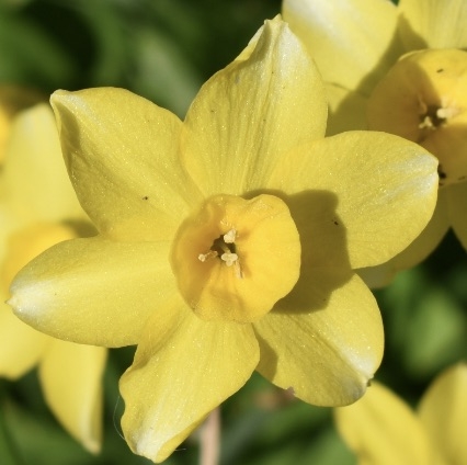 'Hawera' Flower - April - Wake Co., NC
