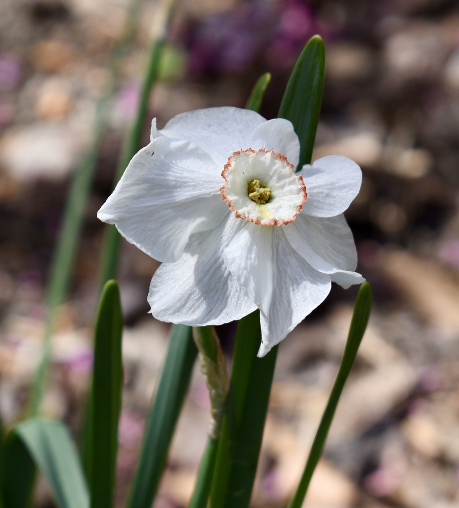 'Dreamlight' Flower - April 6 - Wake Co., NC