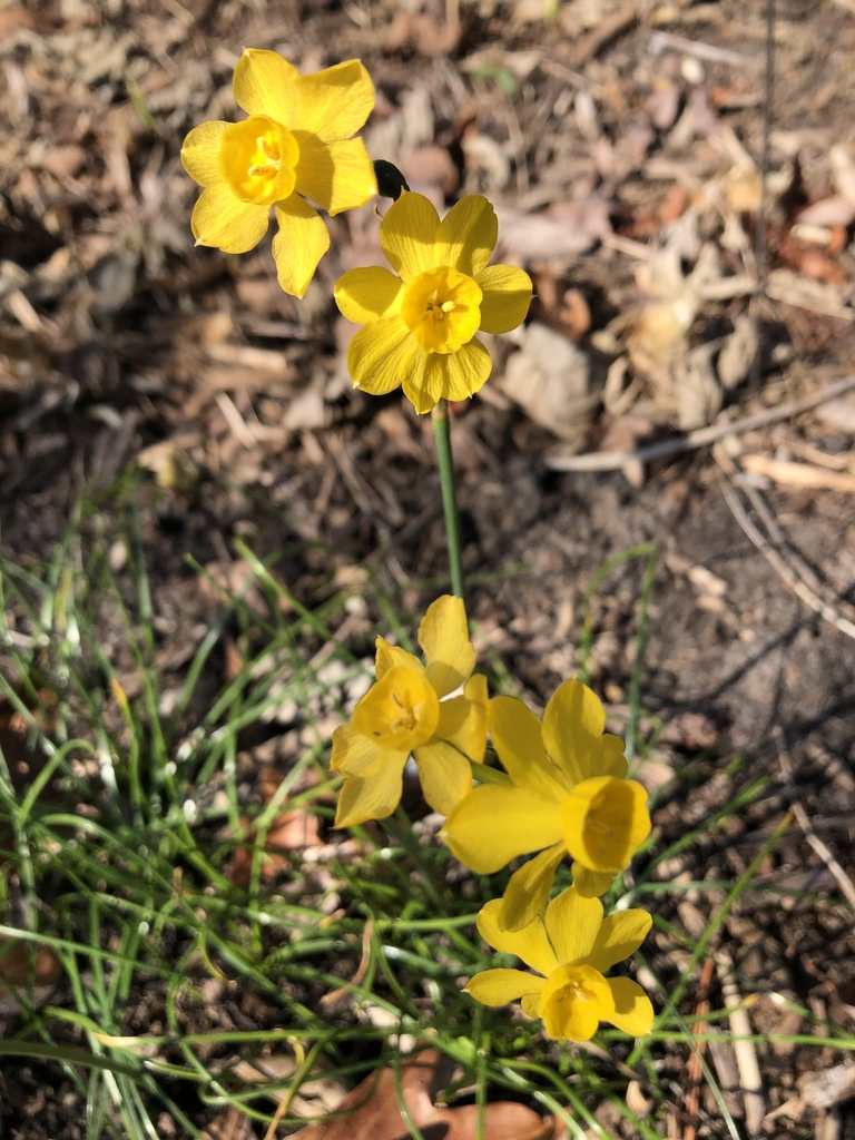 Flowers - February - Wake Co., NC