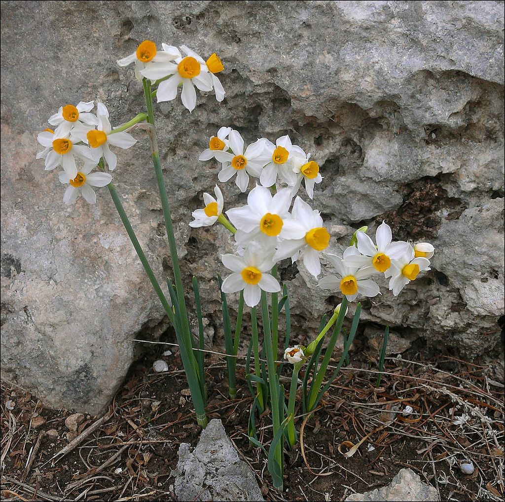 Form