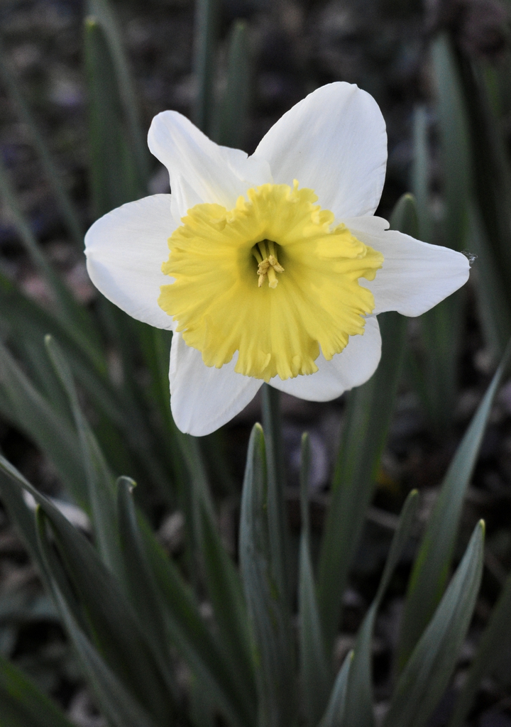 Flower and Foliage Wake County