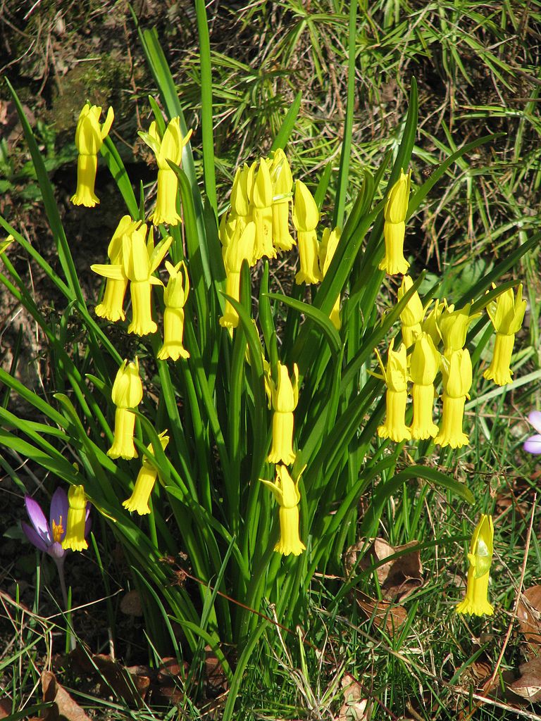 Form